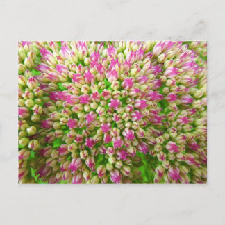 Postal Alegría de sedum de otoño