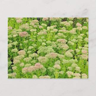 Postal Alegría de sedum 'otoño' a fines de agosto