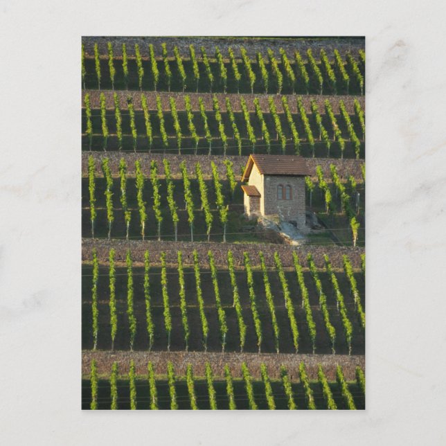 Postal Alemania, Francia, Wertheim. Hilados especiales 2 (Anverso)