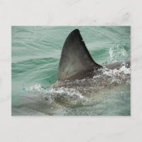 Alerón dorsal de un gran tiburón blanco