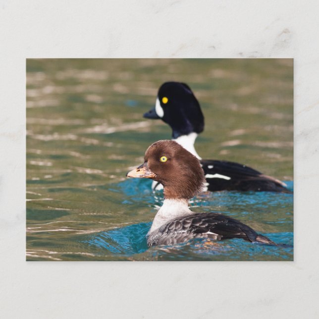Postal Alert Goldeneye (Anverso)
