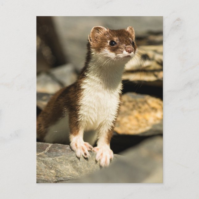 Postal Alert Weasel (Anverso)