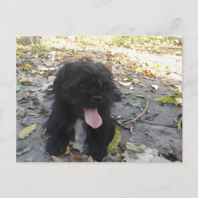 Postal Alerta de Cachorro Adorable (Anverso)
