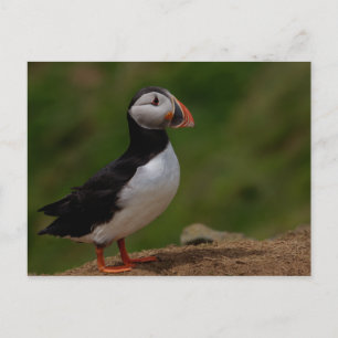 Postal Alerta Puffin