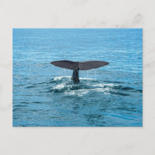 Postal Aleta de ballena