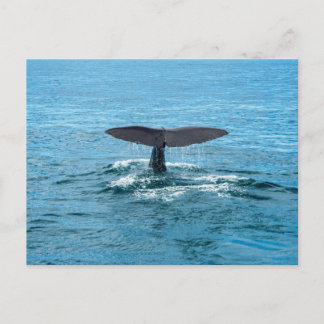 Postal Aleta de ballena