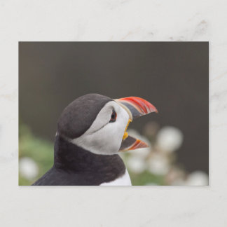 Postal Aleta Taladora Del Skomer