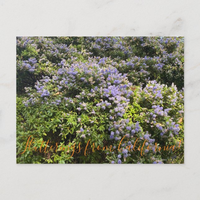 Postal Aleteos desde California: Ceanothus (Anverso)
