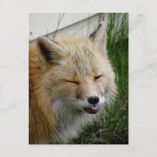 Postal Aleutian Fox con una expresión graciosa