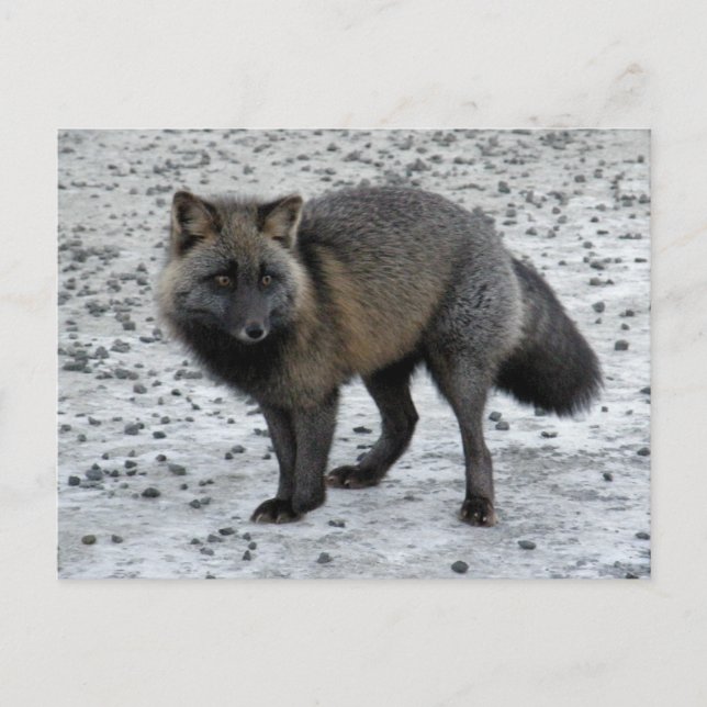 Postal Aleutian Fox en la isla Unalaska (Anverso)