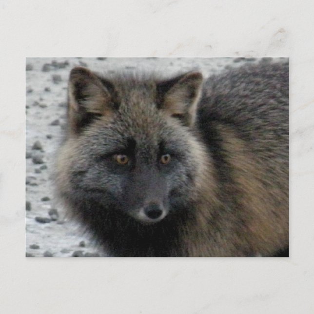Postal Aleutian Fox en la isla Unalaska (Anverso)