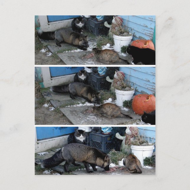 Postal Aleutian Fox robando comida (Anverso)