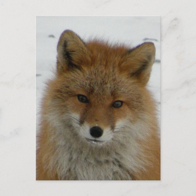 Postal Aleutian Red Fox (Anverso)