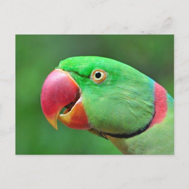 Postal Alexandrine Parakeet (Anverso)