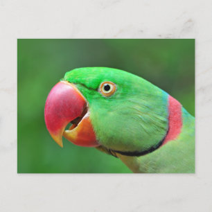 Postal Alexandrine Parakeet