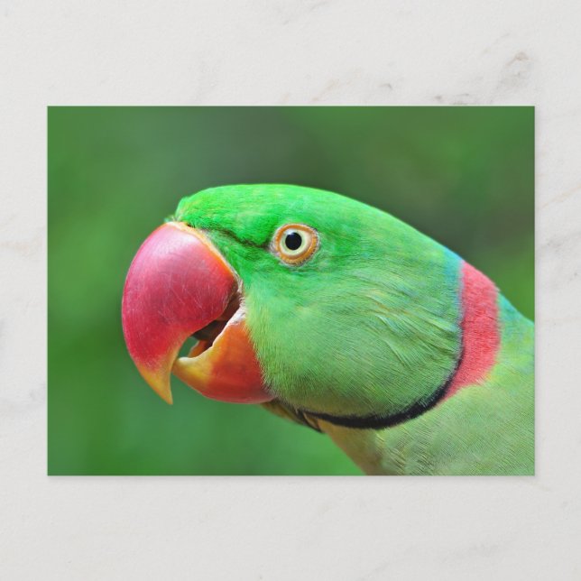 Postal Alexandrine Parakeet (Anverso)