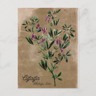 Postal Alfalfa de estilo vintage