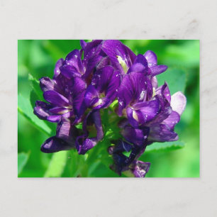 Postal Alfalfa de la pradera púrpura