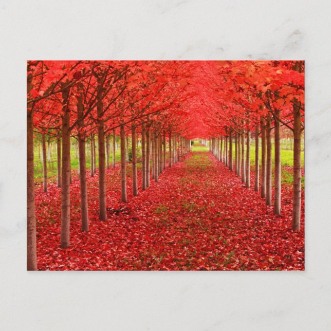 Postal Alfombra roja y cielo (Anverso)