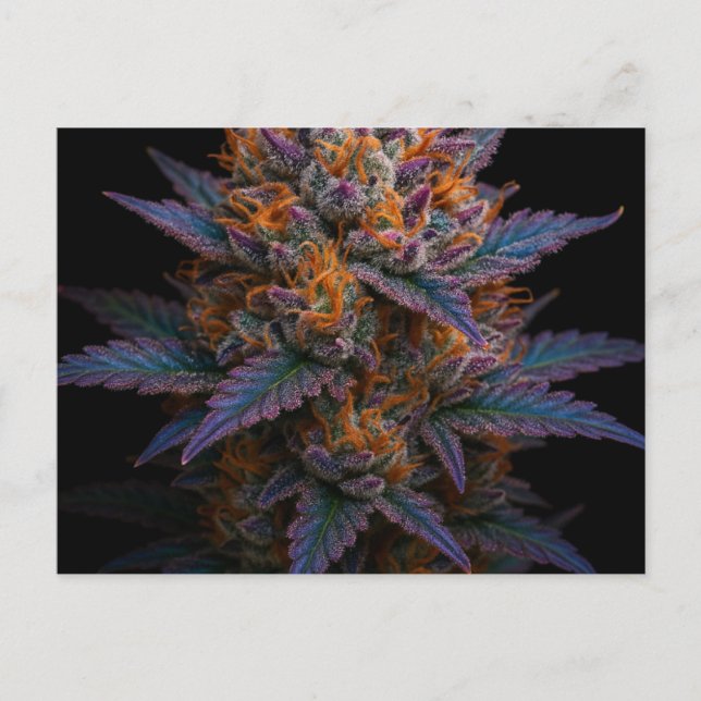 Postal Alga exótica (Anverso)