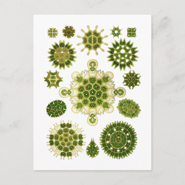 Postal Algae (Anverso)