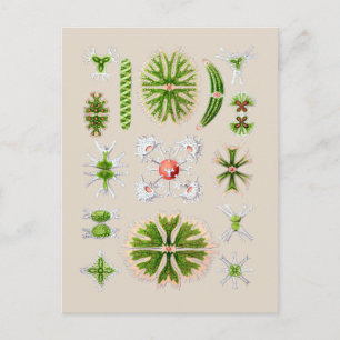 Postal Algae