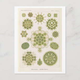 Postal Algas vintage de Haeckel