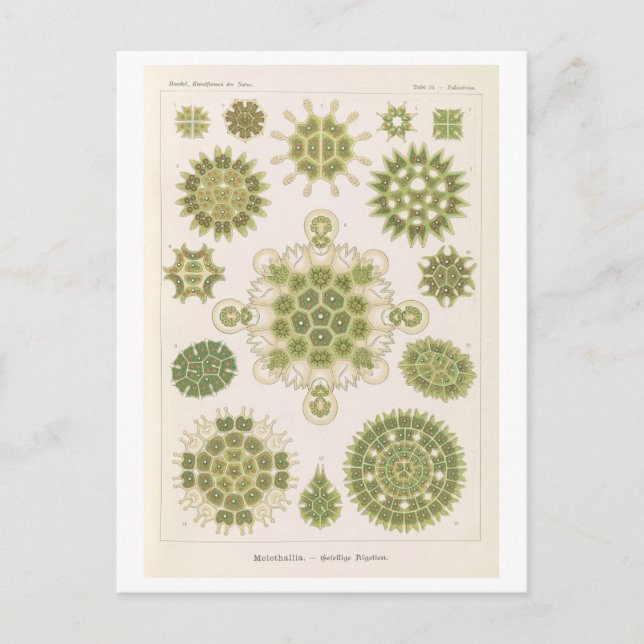 Postal Algas vintage de Haeckel (Anverso)