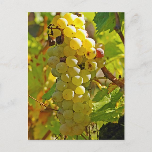 Postal Algo de Chasselas en el viñedo - plantado de largo (Anverso)