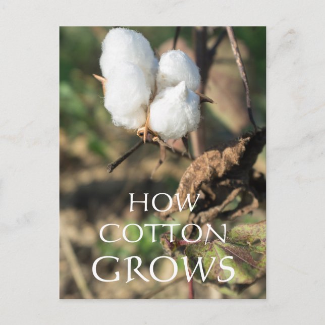 Postal Algodón (Anverso)