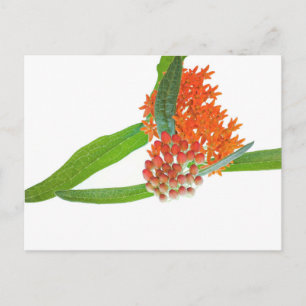 Postal Algodoncillo de Mariposa sobre Blanco