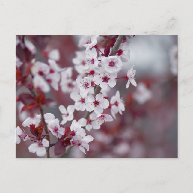 Postal ¿Alguien pidió algo de bokeh? (Anverso)