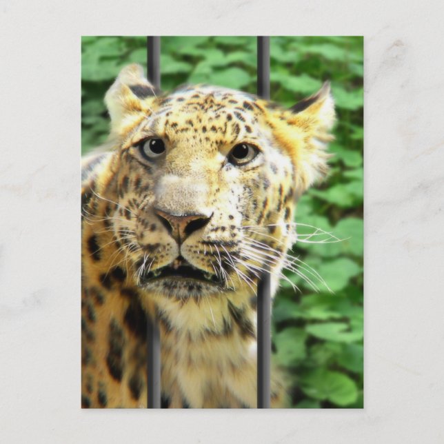 Postal ¿Alguna vez has tenido uno de esos días? (Anverso)