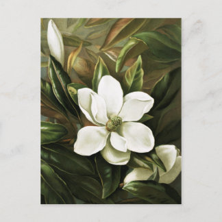 Postal Alicia H. Laird: Magnolia Grandflora
