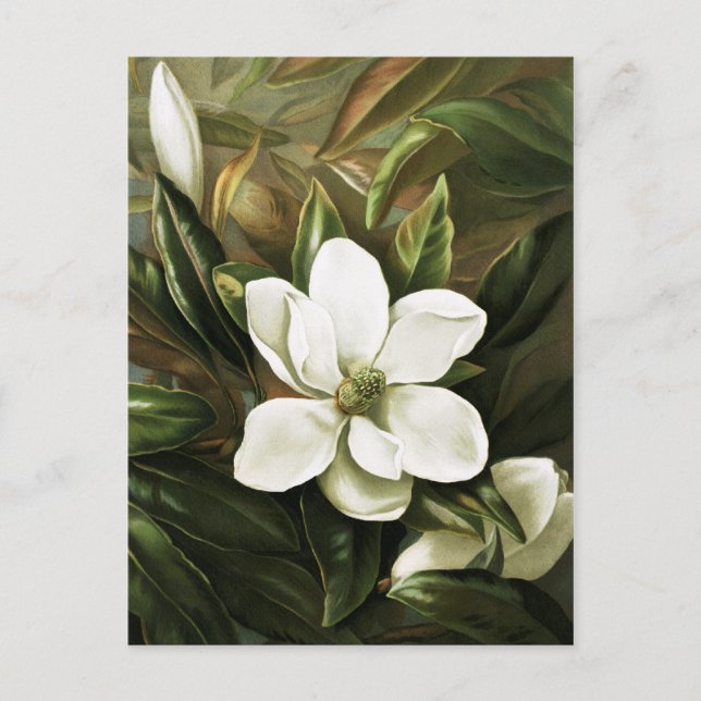 Postal Alicia H. Laird: Magnolia Grandflora (Anverso)