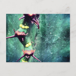 Postal Alien Cactus Postcard