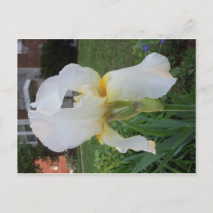 Postal Alien Looking Flower