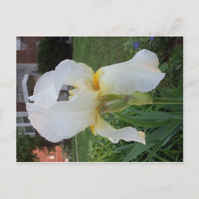 Postal Alien Looking Flower (Anverso)
