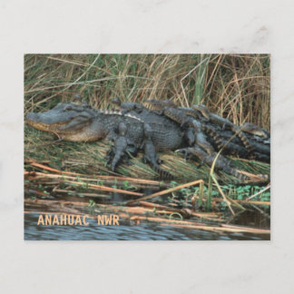 Postal Aligator Mom