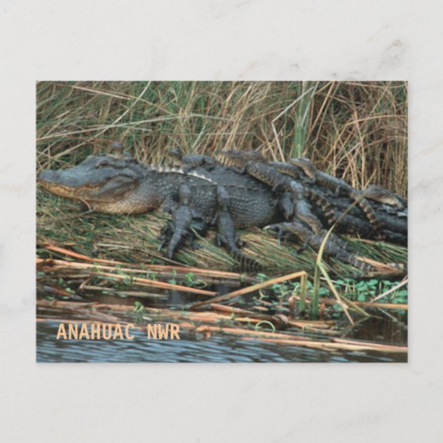 Postal Aligator Mom (Anverso)