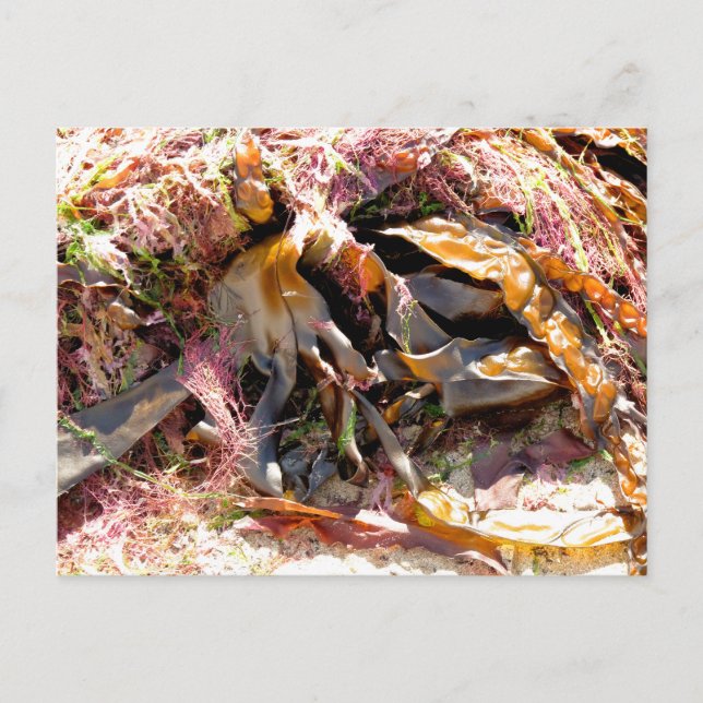 POSTAL ALIMENTACIÓN (Anverso)