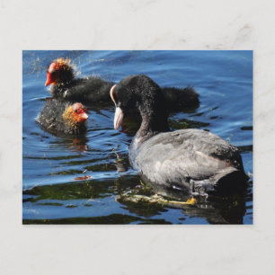 Postal Alimentación de bebés