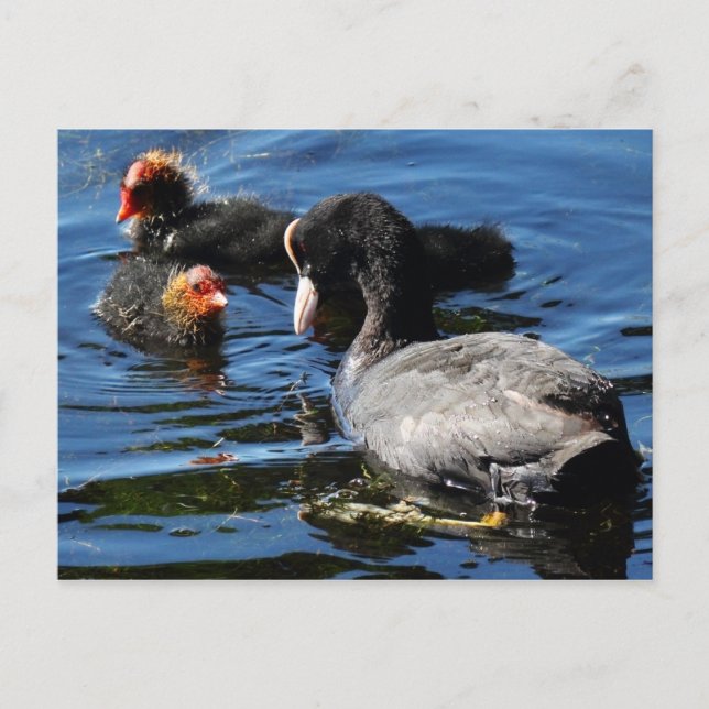 Postal Alimentación de bebés (Anverso)