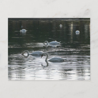 Postal Alimentación de cisnes, Lago Roath Park, Cardiff