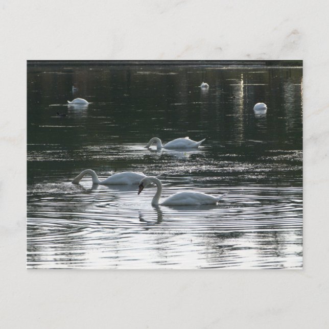 Postal Alimentación de cisnes, Lago Roath Park, Cardiff (Anverso)