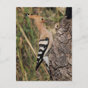 Postal Alimentación de Hoopoe Nestling