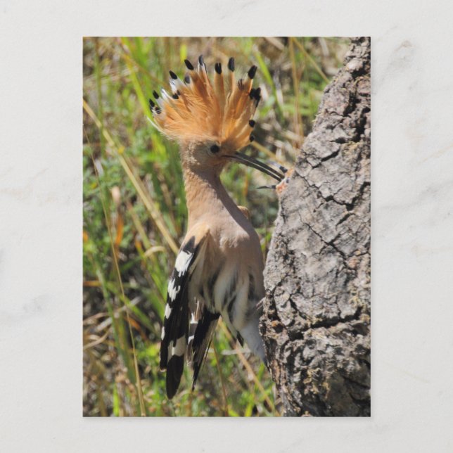 Postal Alimentación de Hoopoe Nestling (Anverso)