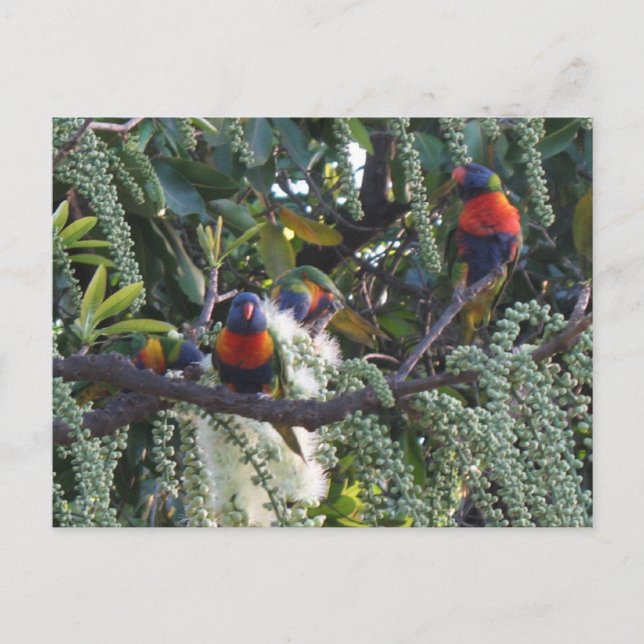 Postal alimentación de loros de lorikeet de arco iris (Anverso)