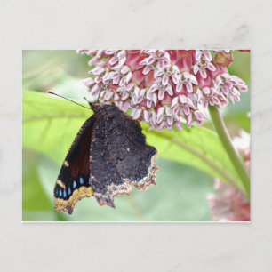 Postal Alimentación de mariposa