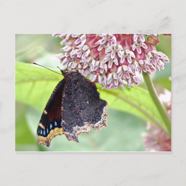 Postal Alimentación de mariposa (Anverso)